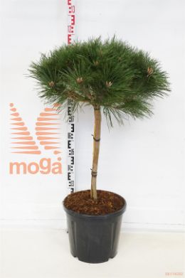 http://twentheplant.nl/tsd/93201_PINBREPO_S050C20_1.jpg