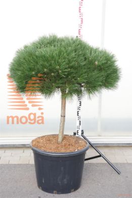 http://twentheplant.nl/tsd/93201_PINBREPO_S050C65_1.jpg