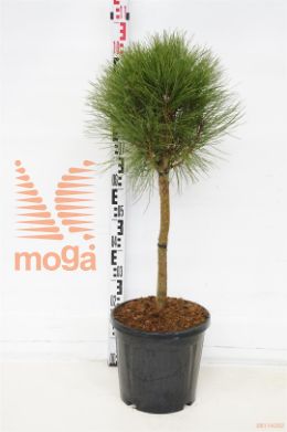 http://twentheplant.nl/tsd/93201_PISBREEZ_S040C15_1.jpg