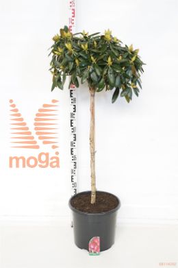 http://twentheplant.nl/tsd/93201_RHKALINK_S080C20_1.jpg