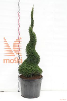 http://twentheplant.nl/tsd/93201_TABACCAT_VSP150175C9_1.jpg
