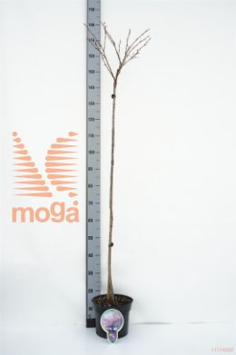 http://twentheplant.nl/tsd/93806_PRACCOLA_S120P231J_1.jpg