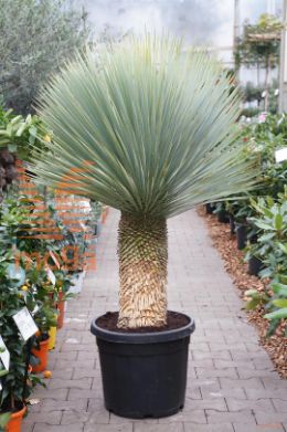http://twentheplant.nl/tsd/83219_YUROSTRA_S050C45_1.jpg