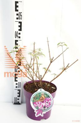 http://twentheplant.nl/tsd/82093_BUDBCREA_8P19_1.jpg