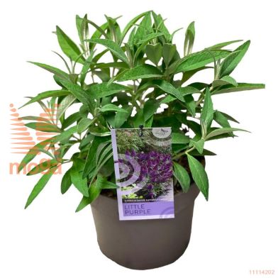 http://twentheplant.nl/tsd/82093_BUDBCLPU_8p19_2.jpg