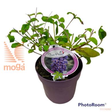 http://twentheplant.nl/tsd/82093_BUDFPBHE_8P19_2.jpg