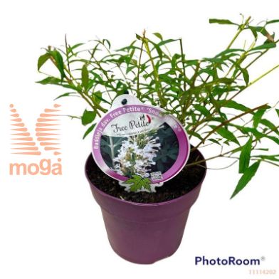 http://twentheplant.nl/tsd/82093_BUDFPSWH_8P19_2.jpg