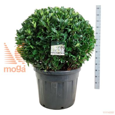 http://twentheplant.nl/tsd/55037_PRLHERBE_VBL90100C90_1.jpg