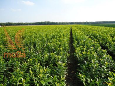 http://twentheplant.nl/tsd/76451_PRLNOVIT_B202040060_1.jpg