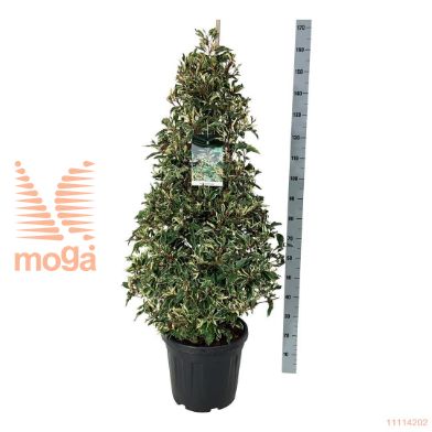 http://twentheplant.nl/tsd/55037_PRLVARIE_VP125150C30_2.jpg