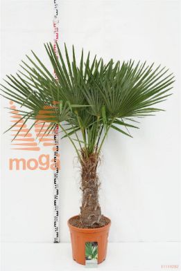 http://twentheplant.nl/tsd/83219_TRFORTUN_s040c25_1.jpg