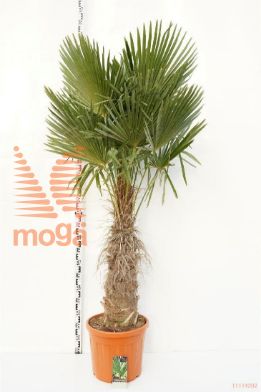 http://twentheplant.nl/tsd/83219_TRFORTUN_s060c45_1.jpg