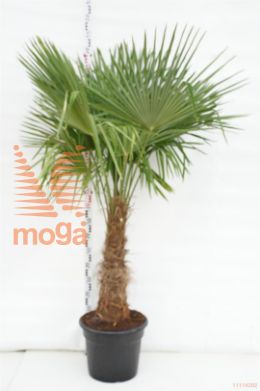 http://twentheplant.nl/tsd/83219_TRFORTUN_S040C35_1.jpg