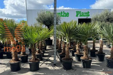 http://twentheplant.nl/tsd/83219_TRFORTUN_S030C25_2.jpg