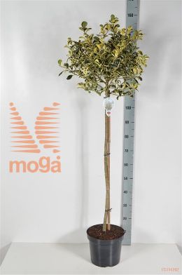 http://twentheplant.nl/tsd/89843_ILASVTOL_S090P26_2.jpg