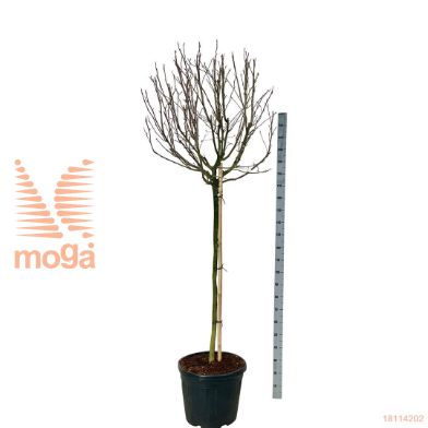 http://twentheplant.nl/tsd/55037_MASROSEA_s120c50e_1.jpg