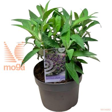 http://twentheplant.nl/tsd/82093_BUDBCLLI_8p19_2.jpg