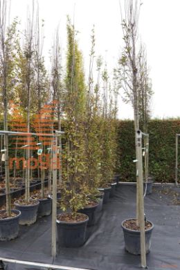 http://twentheplant.nl/tsd/93201_CABFASTI_9C70250300_2.jpg