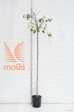 http://twentheplant.nl/tsd/93675_PRKSZAKU_S2000810C18_1.jpg
