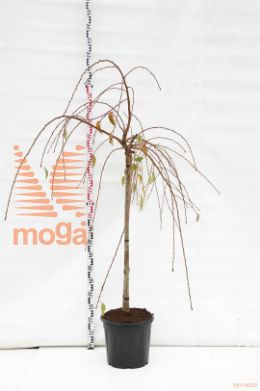 http://twentheplant.nl/tsd/93201_PRKSZAKU_S125C30_1.jpg
