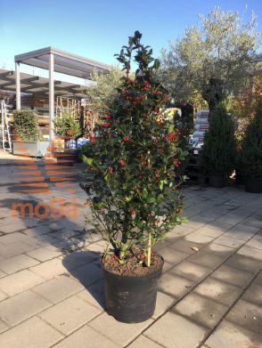 Ilex meserveae "Blue Maid" |80-100|Cone|C10