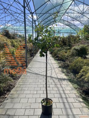 Prunus armeniaca "Pisana" |6/8|Half standard|MIRABOLANA|C