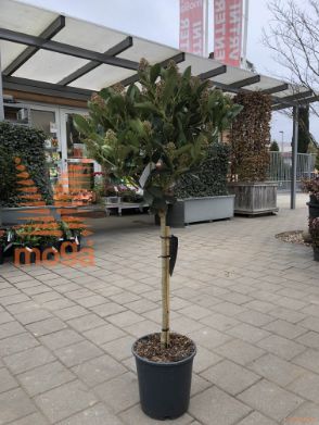 Skimmia japonica "Intense" |1/4 stem|C