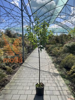 Prunus armeniaca "Portici" |6/8|Half standard|MIRABOLANA|C