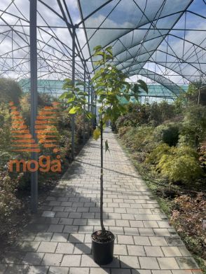 Prunus avium "Van" |6/8|Half standard|SEJANEC|C