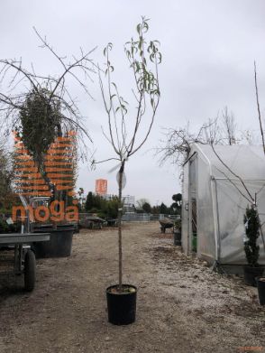 Prunus dulcis "Genco" |6/8|Half standard|SEJANEC|C