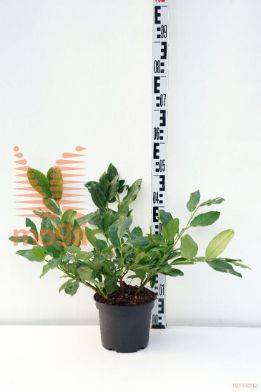 http://twentheplant.nl/tsd/55802_PRLMISCH_8P19030040_1.jpg