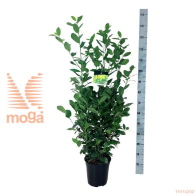 http://twentheplant.nl/tsd/55028_PRLOBELI_8p24080100_2.jpg
