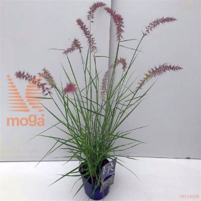 http://twentheplant.nl/tsd/57396_PEKROSE_8P17_1.jpg
