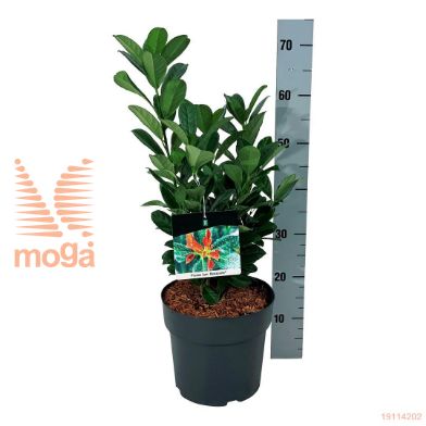 http://twentheplant.nl/tsd/55028_PRLBONAP_8p24040050_1.jpg
