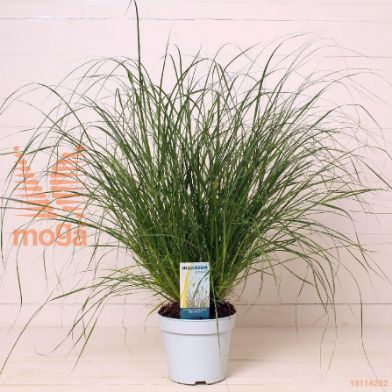 http://twentheplant.nl/tsd/51007_PEALHAME_8P17025_1.jpg