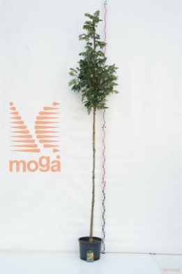 http://twentheplant.nl/tsd/78110_SOSUNSHI_S2000810C25_1.jpg