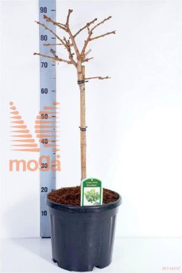 http://twentheplant.nl/tsd/73487_GIBMARIK_S040C10_1.jpg