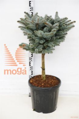 http://twentheplant.nl/tsd/73487_PIPGGLOB_S040C18_1.jpg