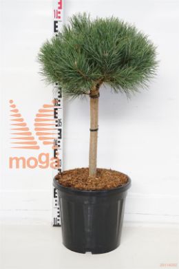 http://twentheplant.nl/tsd/73487_PISWATER_S040C20_1.jpg