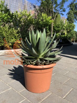 Slika Agave romanii