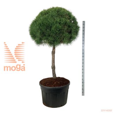 http://twentheplant.nl/tsd/93201_PISYLVES_s100c230_1.jpg