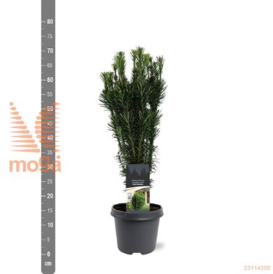 http://twentheplant.nl/tsd/55938_CEHFASTI_8P23040050_2.jpg