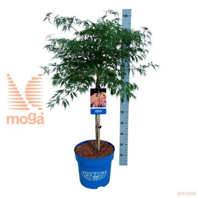 http://twentheplant.nl/tsd/70712_ACPIDRAG_S060C15_2.jpg