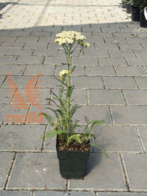 Slika Achillea millefolium "Creme de la Creme"