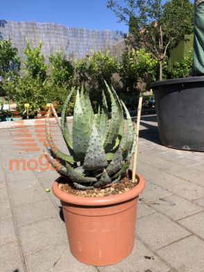Slika Aloe aculeata