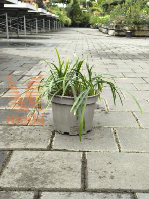 Slika Agapanthus praecox "Dwarf Blue"