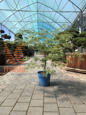 Slika Acer pseudosieboldianum "Ice Dragon" ®