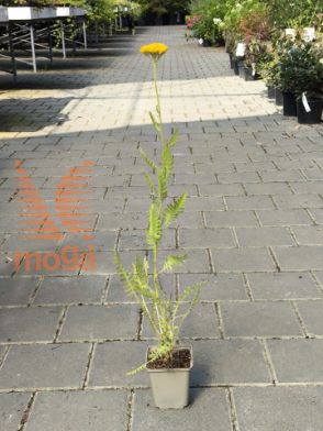 Slika Achillea filipendulina "Altgold"