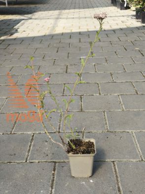 Slika Achillea millefolium "Heidi"