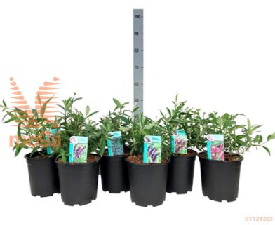 http://twentheplant.nl/tsd/61862_BUDBBEAU_8P24050060_1.jpg